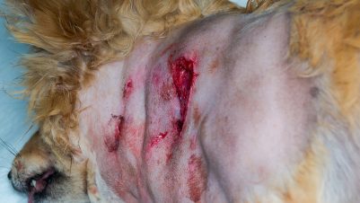 dog with large wound