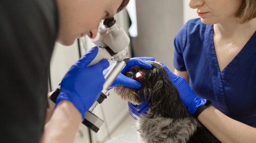 Ophthalmologist examines dog eye