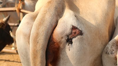 Wounded cow
