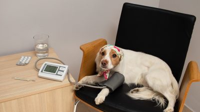 scared sick dog with sphygmomanometer