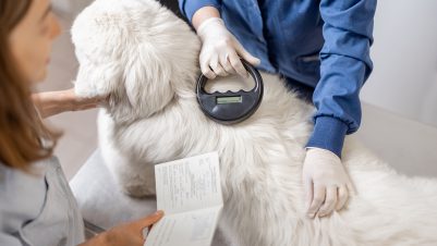 Vet checking dog microchip