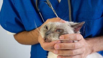 Vet holding head of cat with eye infection