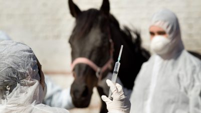 Vet holding vaccine in front of horse