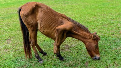 Broken leg horse eating grass