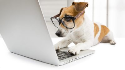 Dog on Computer