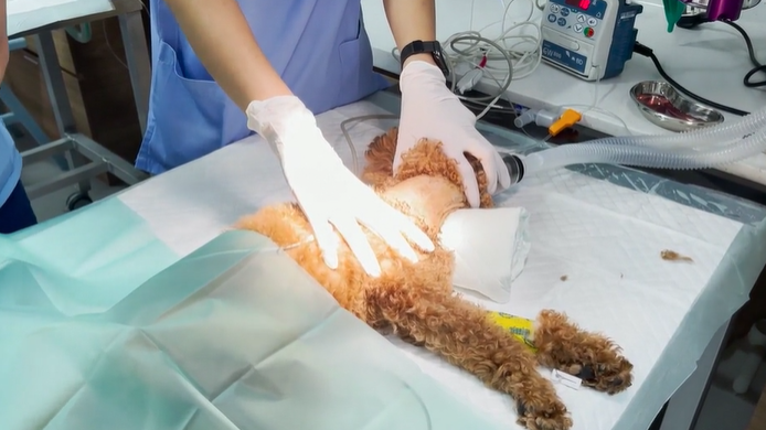 Placement Of A Cvc Veterinary Practice