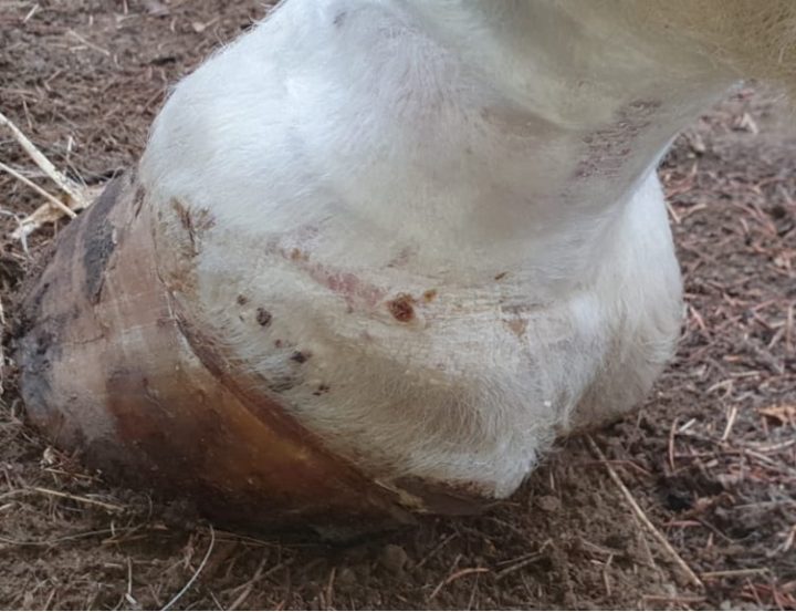 Management of chronic nonhealing wounds Veterinary Practice