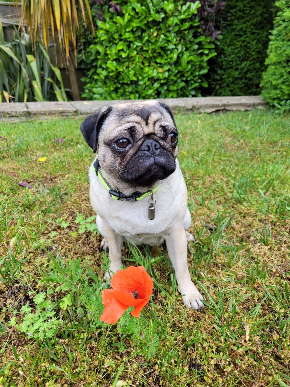 New research shows Pugs have high health risks Veterinary Practice