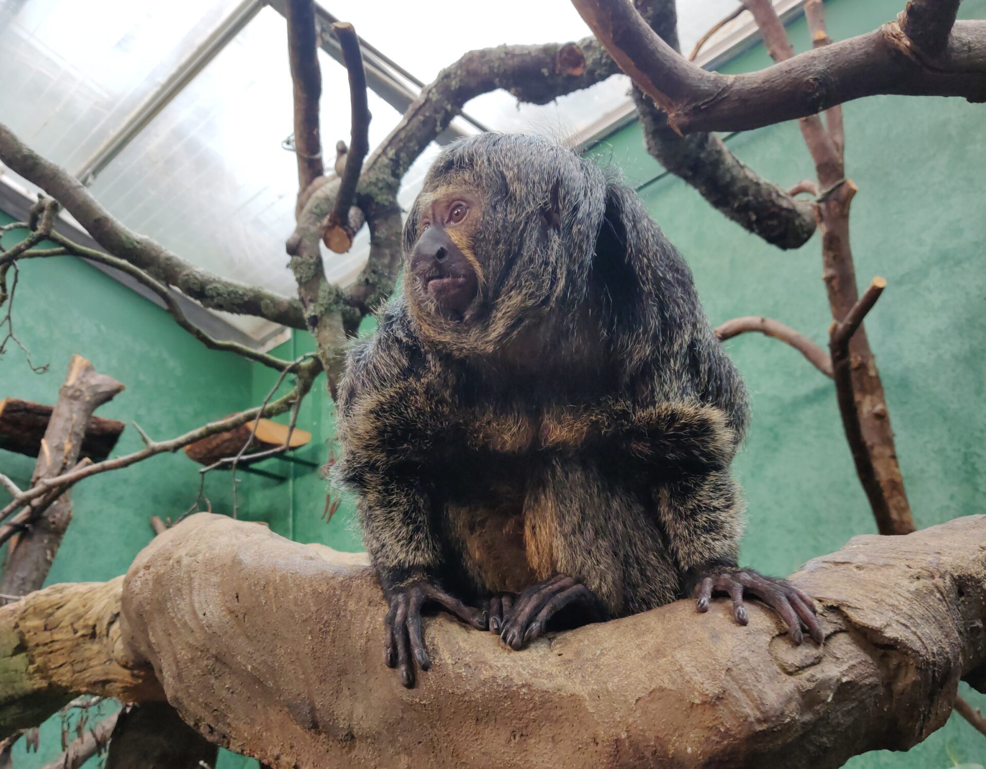 "Monkey media player" suggests zoo animals may prefer to listen Veterinary Practice