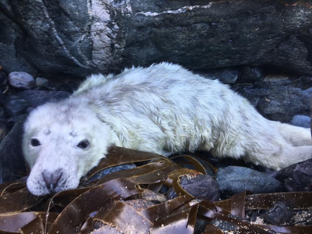 Veterinary conservation work with seals Veterinary Practice
