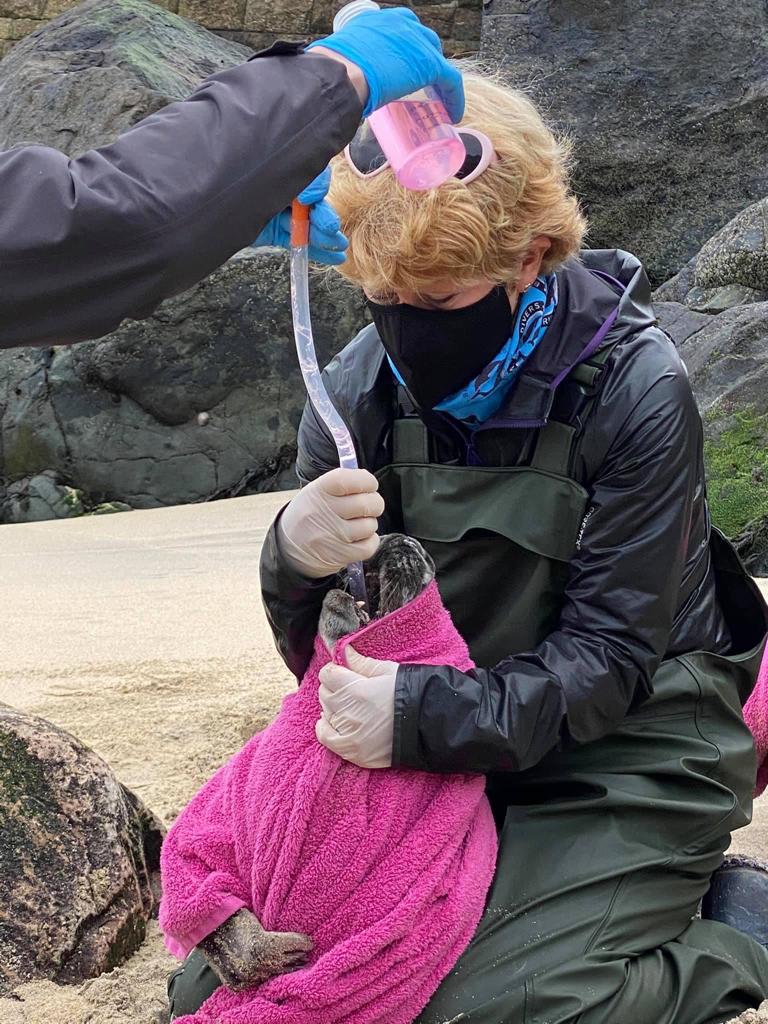 Veterinary conservation work with seals Veterinary Practice