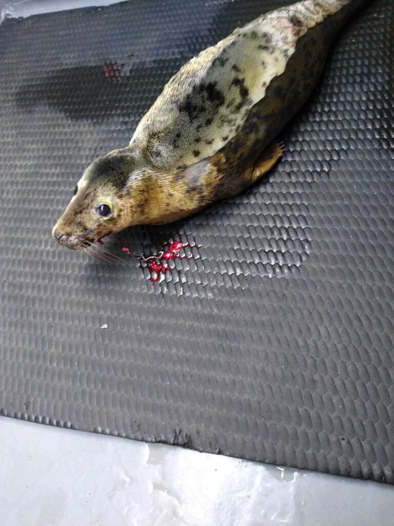 Veterinary conservation work with seals Veterinary Practice