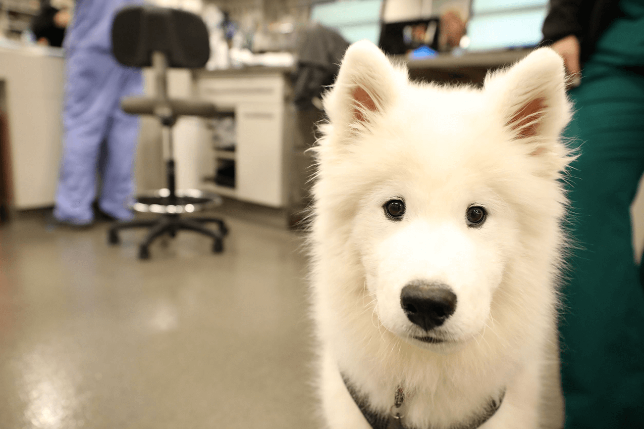 New quality of life assessment for dogs Veterinary Practice