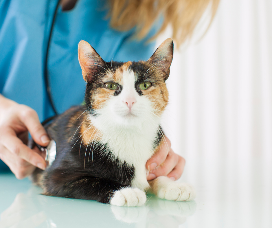 a cat friendly clinic Veterinary Practice