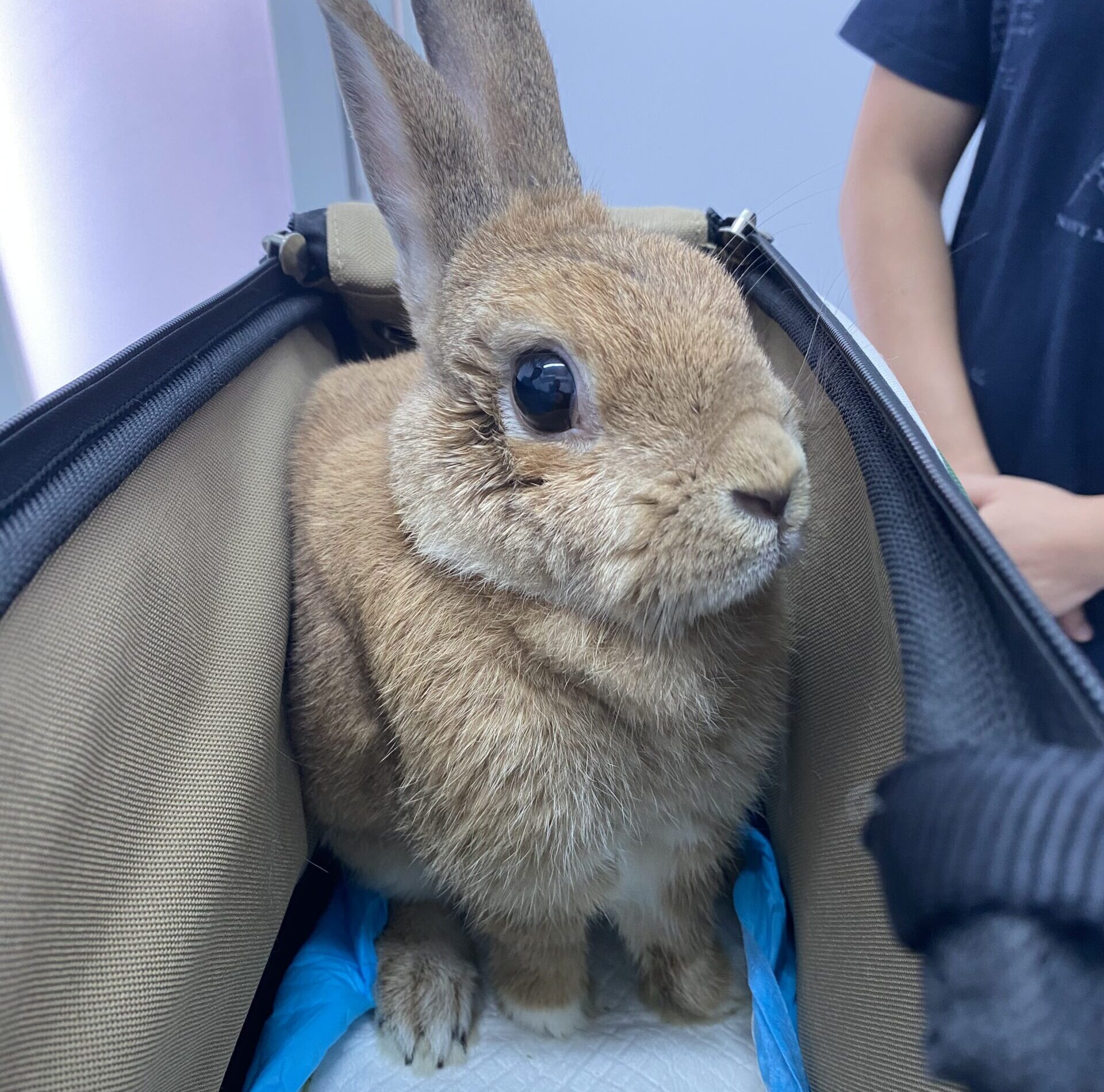 Vets urged to be aware of GDV in rabbits Veterinary Practice