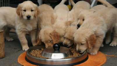 Be Puppywise!