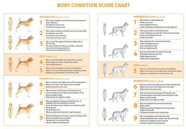 How To Have Nutritional Conversations In Practice Veterinary Practice