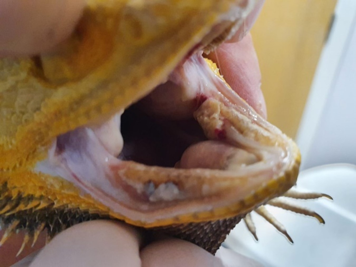 bearded-dragon-teeth