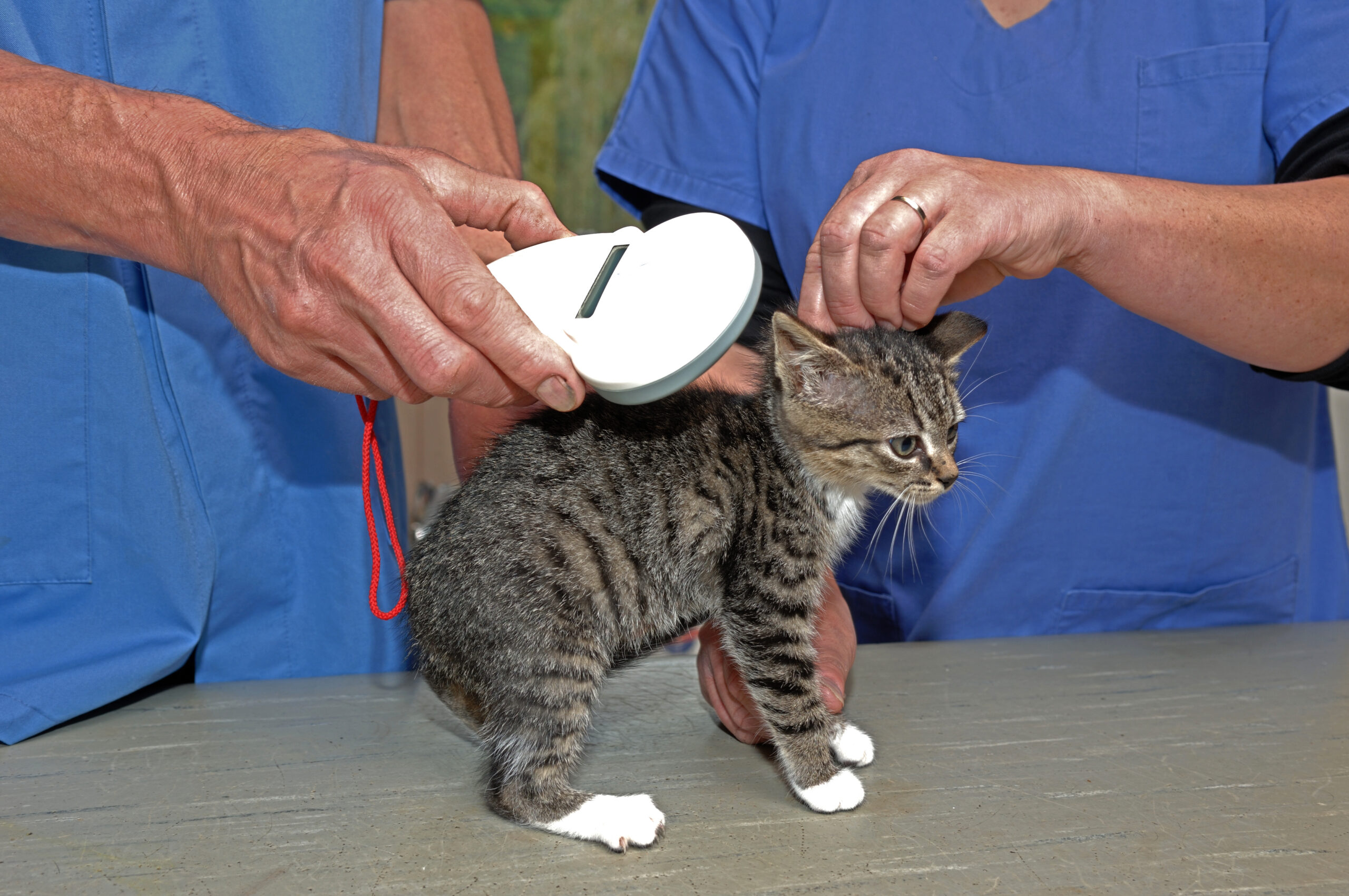 Microchipping cats compulsory Veterinary Practice