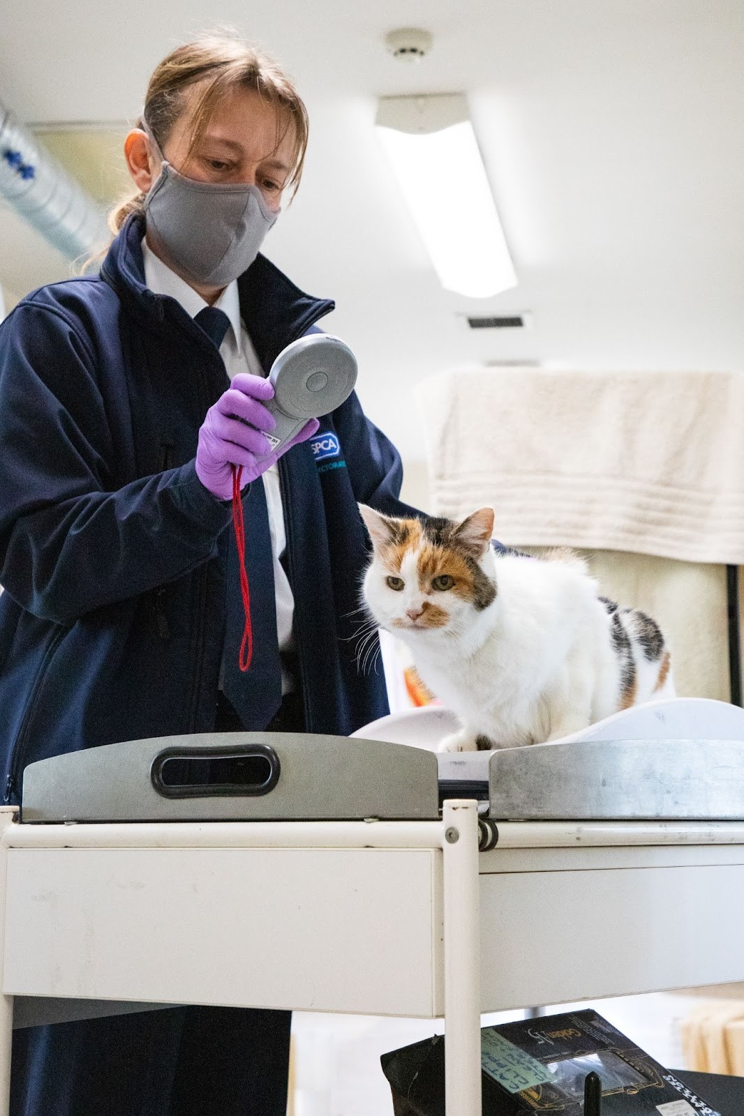 Microchipping cats compulsory Veterinary Practice