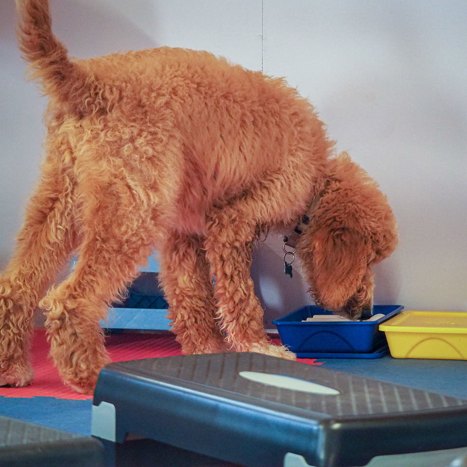 The role of enrichment for dogs during enforced confinement