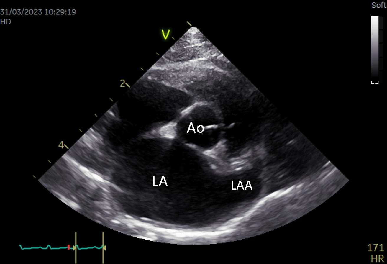 What are the five things you should know about companion animal