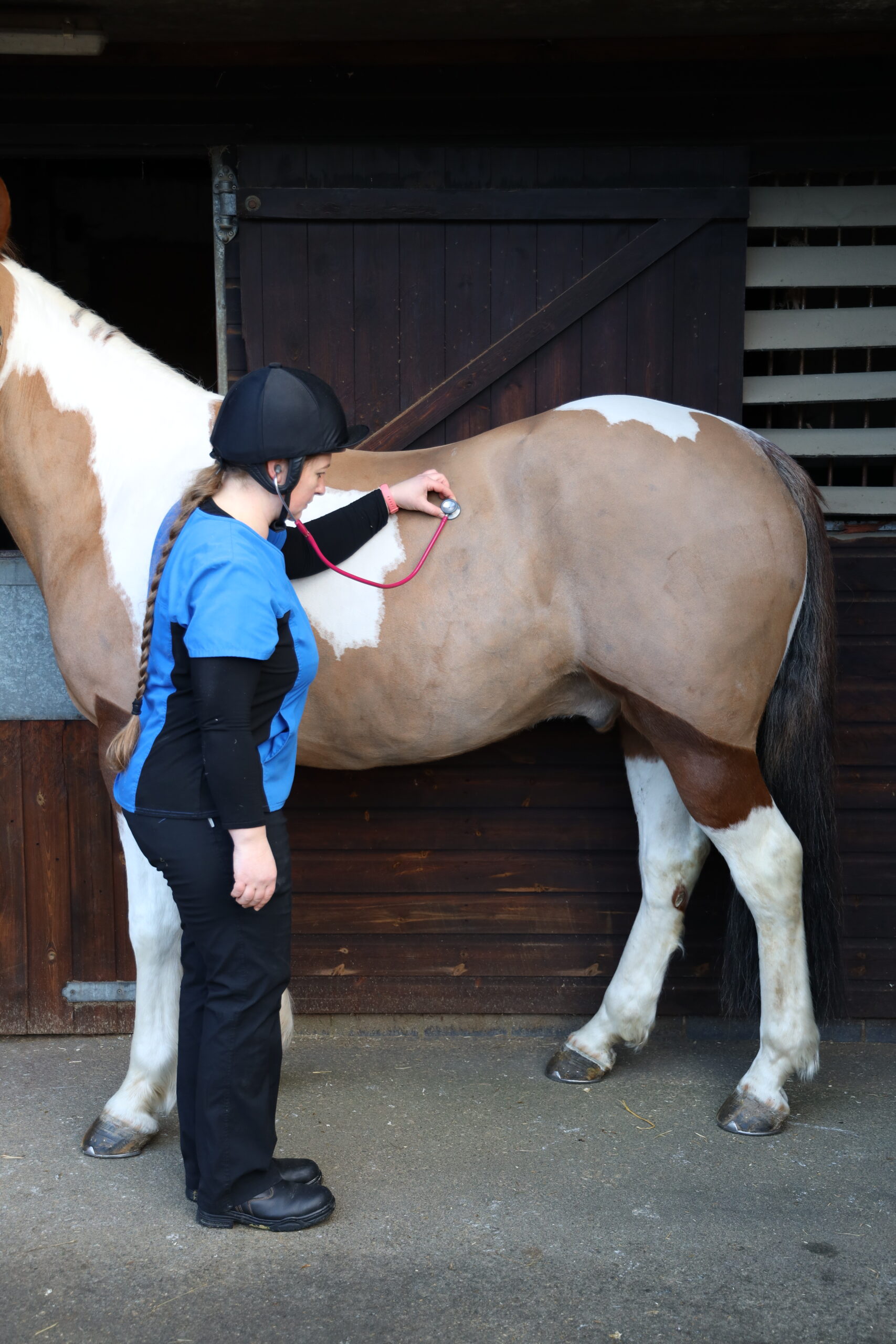 Nursing the equine colic patient Veterinary Practice