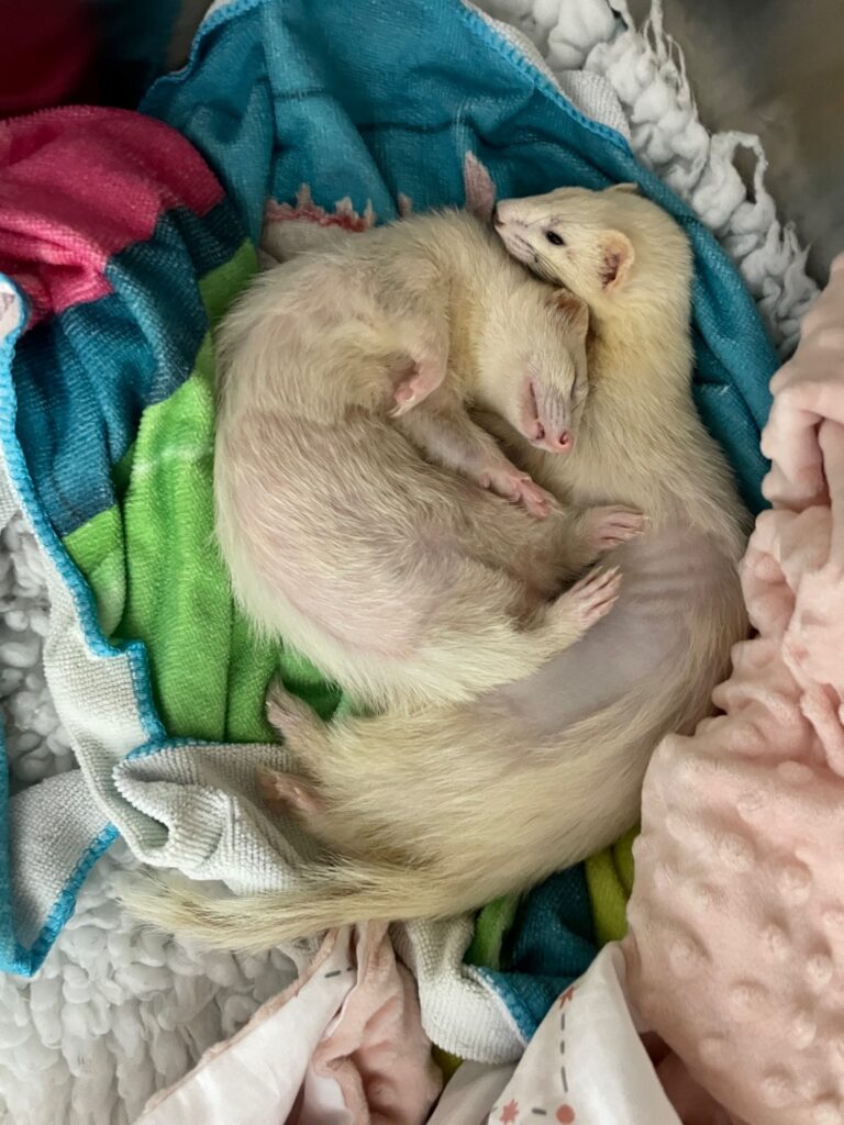 Adrenal disease in ferrets Veterinary Practice