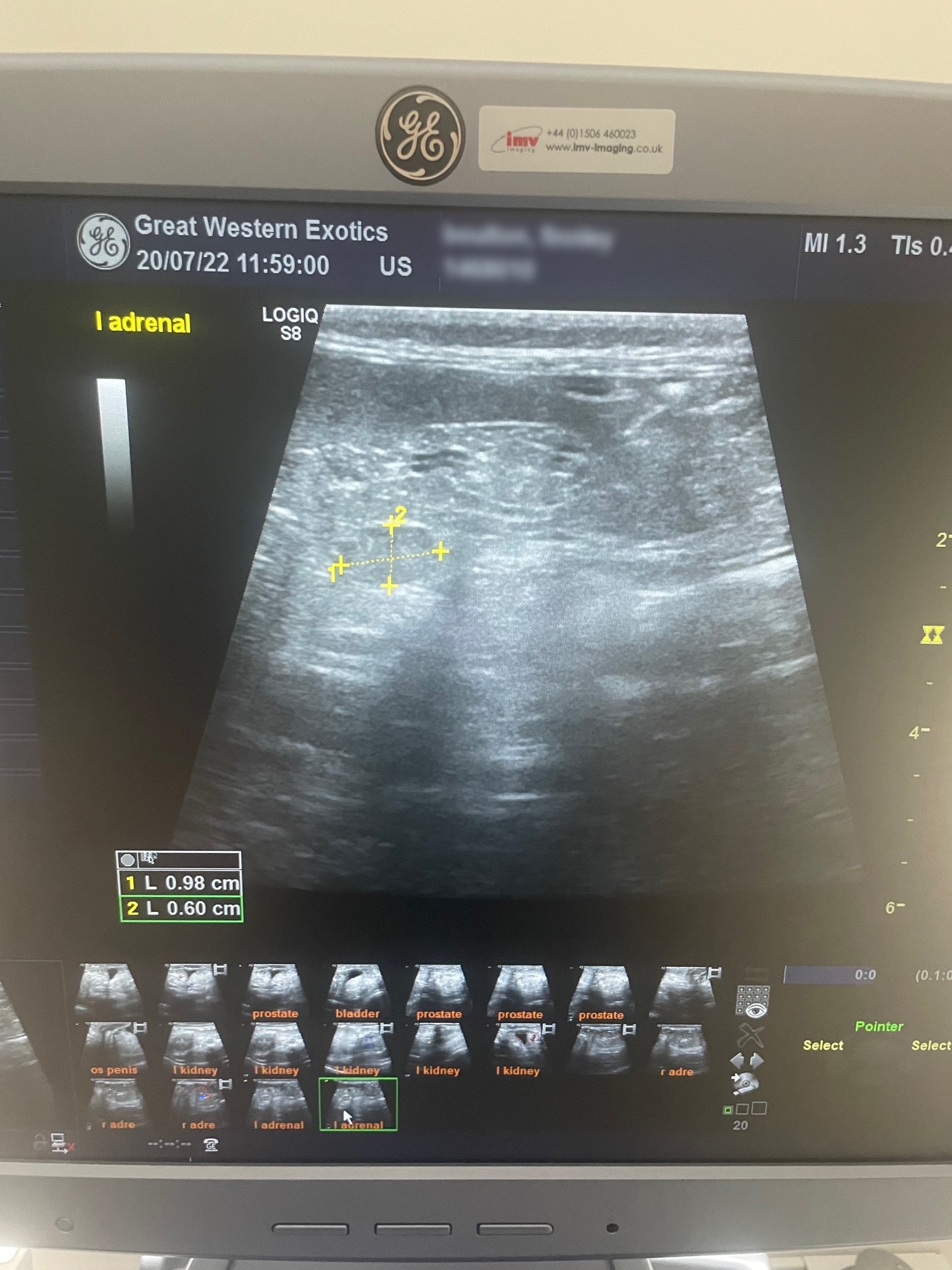 Adrenal disease in ferrets Veterinary Practice