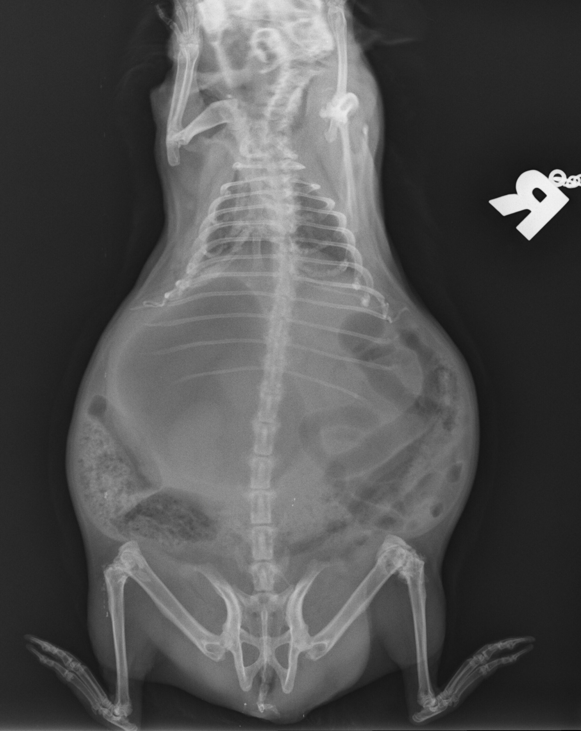 Acute abdomen in rabbits and guinea pigs Veterinary Practice