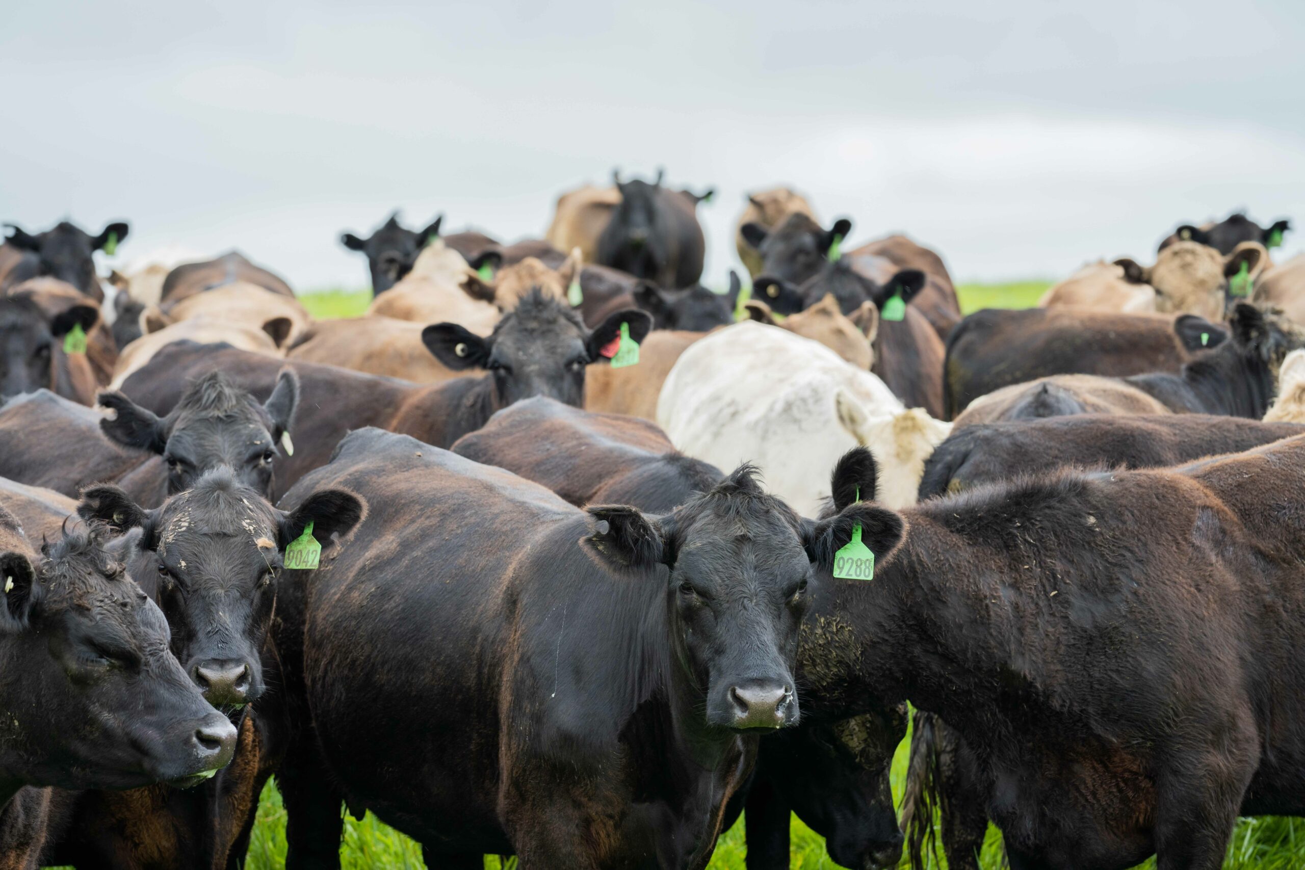Pain recognition and management in cattle an overview Veterinary Practice