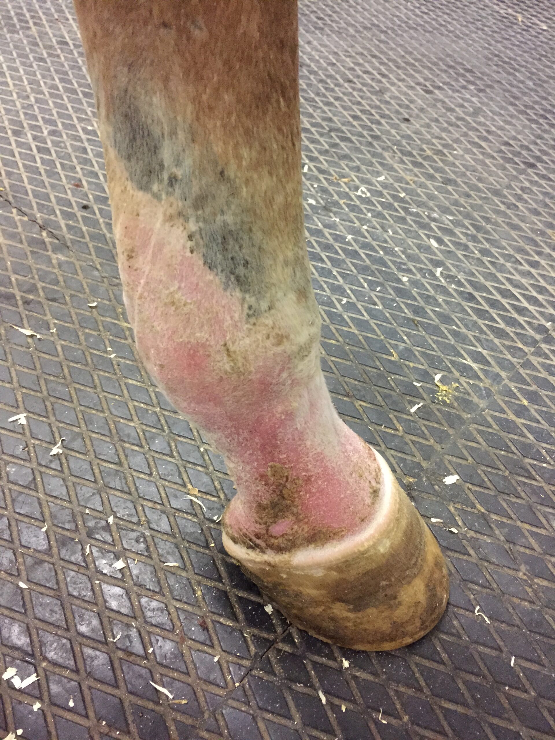 Vasculitis in Horses: Prevention & Treatment