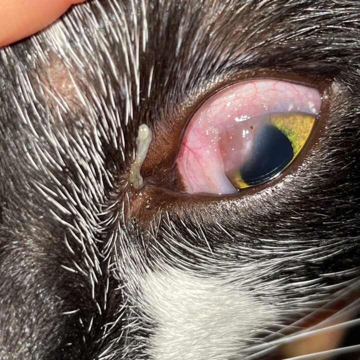 Diagnosis And Treatment Of Feline Eosinophilic Keratoconjunctivitis Diagnosis And Treatment Of Feline Eosinophilic Keratoconjunctivitis