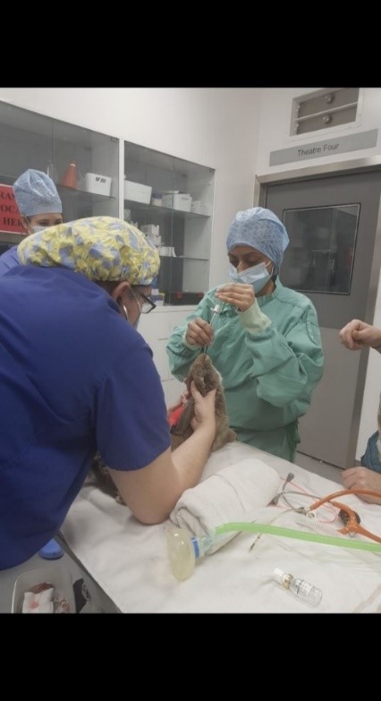 The fundamentals of anaesthetic monitoring in rabbits – a guide for ...
