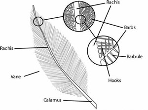 Feather structure