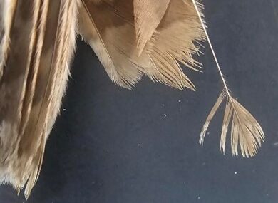 Damaged feather