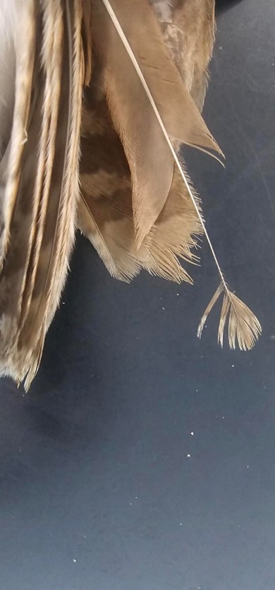 Damaged feather
