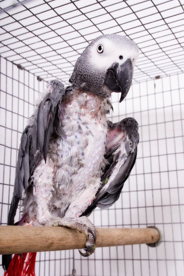 An African grey parrot showing chronic signs of behavioural feather plucking