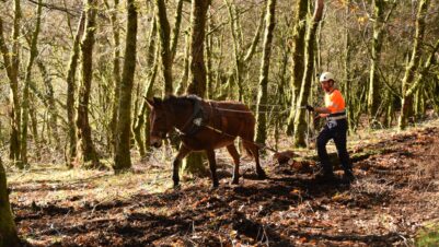 Triguena, a draft mule, helping to remove invasive species from a peat bog. (Juan Picos, University of Vigo, Spain)