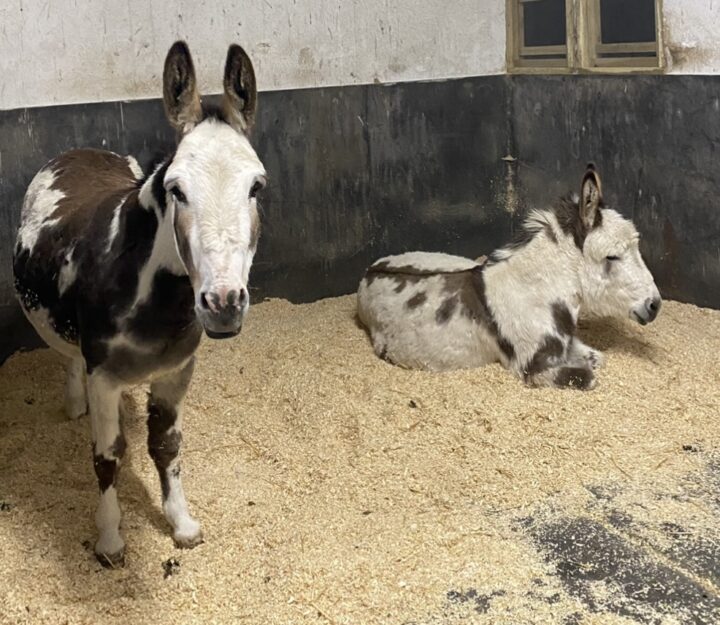 Donkeys form strong bonds with their companions 