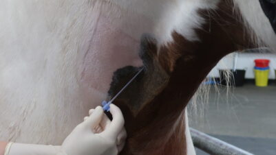 Placement of an IV catheter in a horse