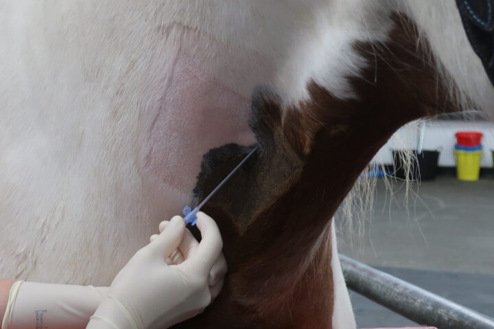 Placement of an IV catheter in a horse