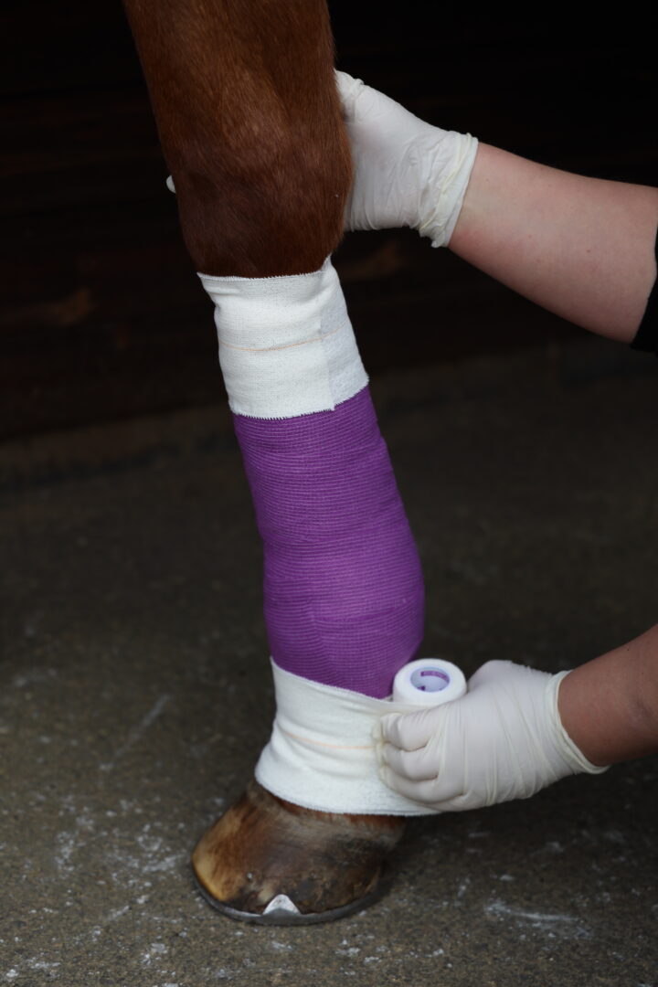Wound dressing on a horse