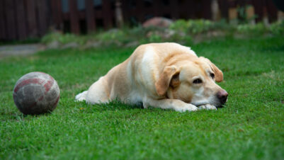 Old labrador dog with ball on the grass